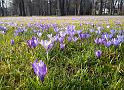 2014-03-02,_Pillnitz (7)